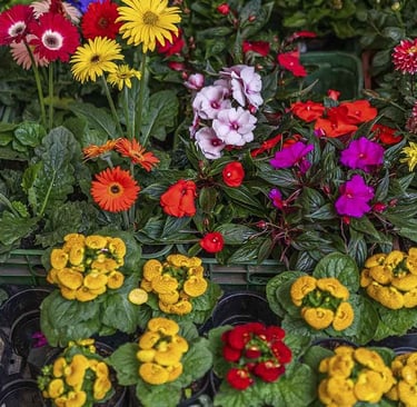 flores al por mayor eje cafetero