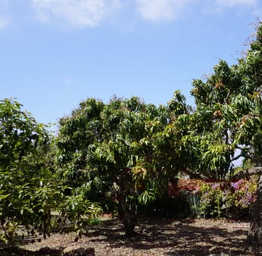 Three mango trees growing in Encinitas, California