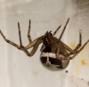 A female false widow spider in her web, East London