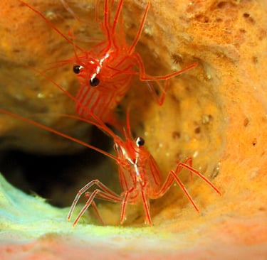 antennaire voyage france guadeloupe