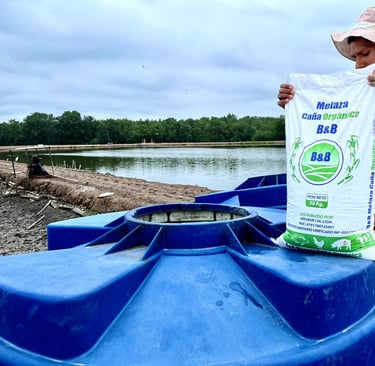 Aplicación de melaza en camaronera