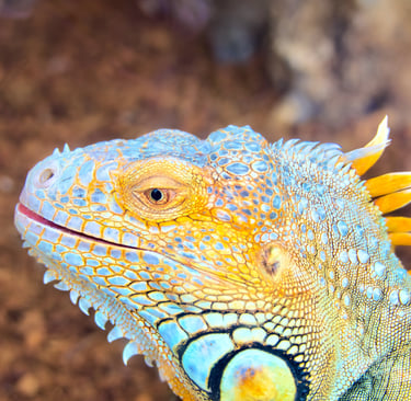 Close-up of a colorful pet iguana with vibrant blue and yellow scales in a terrarium habitat.