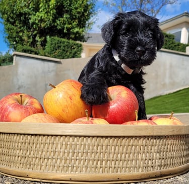 Chiot Schnauzer qui croque la pomme