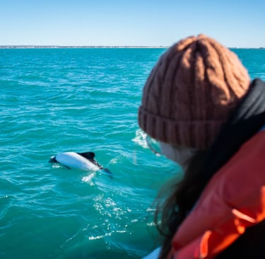 Avistaje de Toninas - Playa Unión