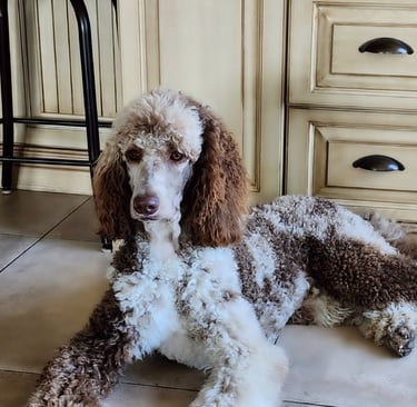 caniche royal deux couleur brun et blanc