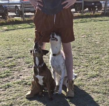 Both the Brown and White and black dog are now sitting at attention between trainers legs