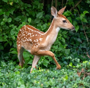 a deer entering a garden