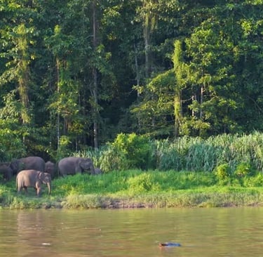 Pygmy elephants on the Kinabatangan River