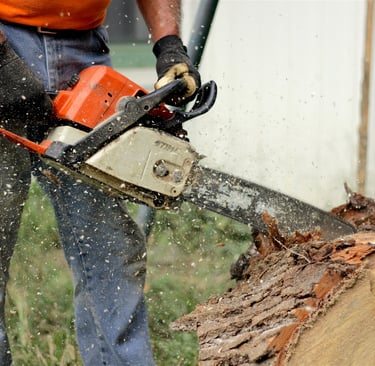 Tree cutting and chainsaw maintenance Work Bridgwater Somerset UK