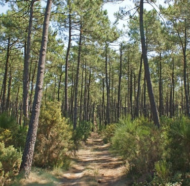 Photo d'une forêt landaise 