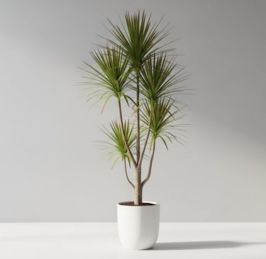 Elegante y esbelta Drácena Marginata