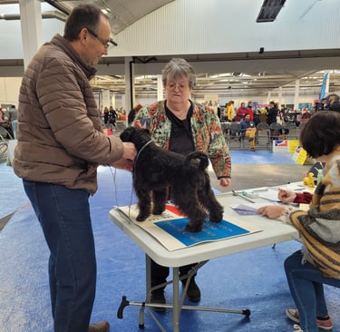 Eleveur Schnauzer miniature et juge SCC