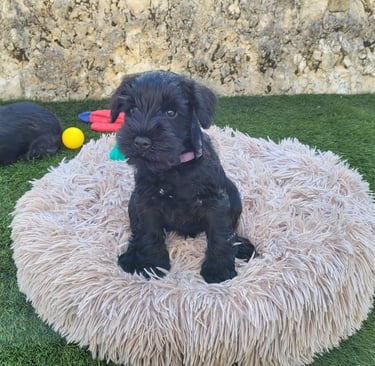 Anouk sur son Donut