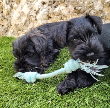 Chiots Schnauzers miniatures