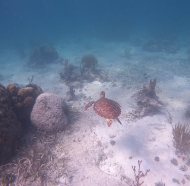 Tartaruga nella barriera corallina del Belize