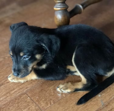 Pierre as a puppy. A tiny black dog curled up in a ball. 
