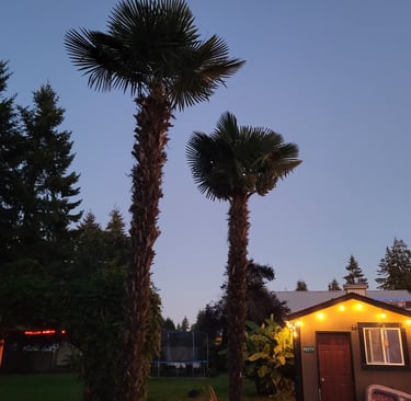 Adult Windmill Palms