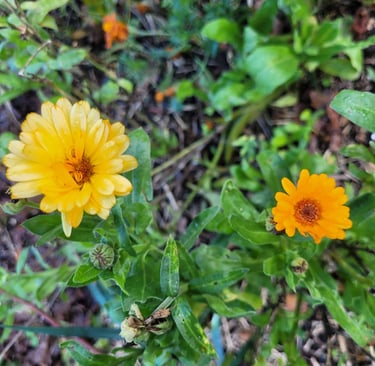 calendulas soucis oranges