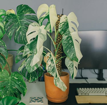 Monstera Albo Variegata on moss pole