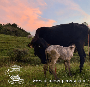 fincas con animales para niños en pereira