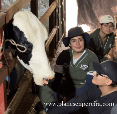 fincas cafeteras pereira