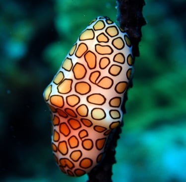 antennaire voyage france guadeloupe