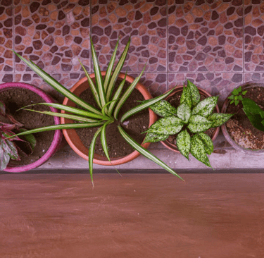 Vasos com plantas variadas alinhados sobre piso de cerâmica em ambiente interno ou varanda.