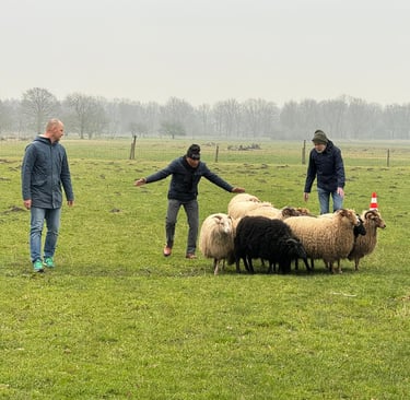 Heidag met schapendrijven