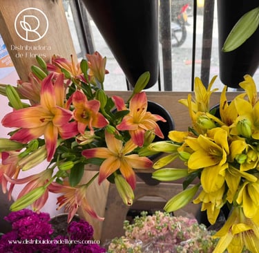 distribuidora de flores pereira