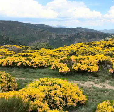 Genêts fleuris en montagne ardéchoise
