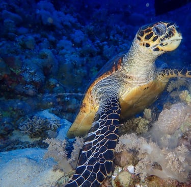 Bouillante voyage france guadeloupe