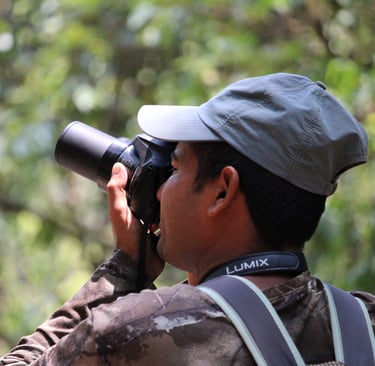 Daman photographiant un oiseau dans le Parc National de Bardiya