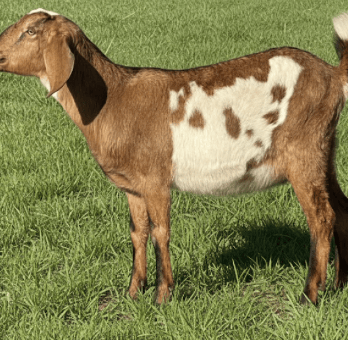 Brown and white wether standing in grass 