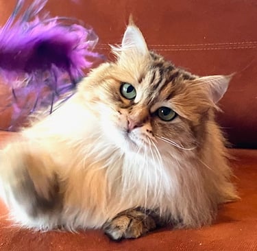 Sibirkatt fra NO*Rødrev oppdrett av Sibirkatt