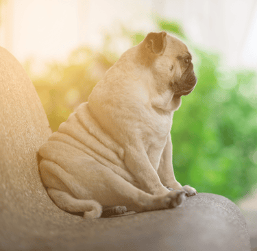 ernährungsberatung-für-hunde-soltau
