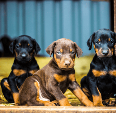 ernährungsberatung-für-hunde-soltau