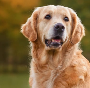 Golden Retiever