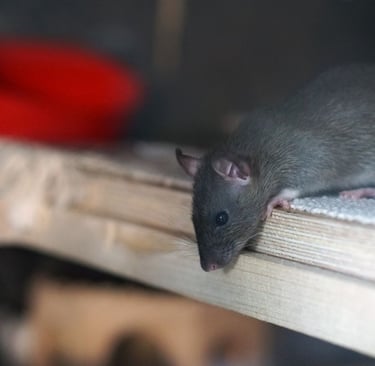 rat dans un abri en recherche de nourriture