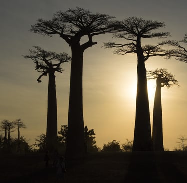 Baobab in Madagascar