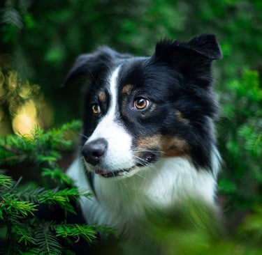 Beobachtender Hund zwischen Bäumen – entspannte Atmosphäre bei Takoda