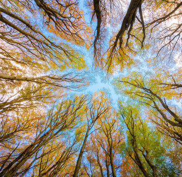 a forest scene of a forest with a sky background
