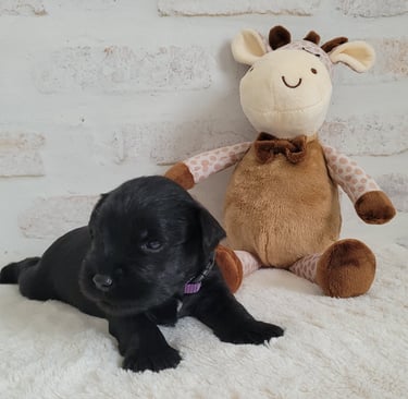 Chiot Schnauzer et sa girafe
