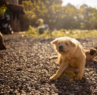 cachorro coçando