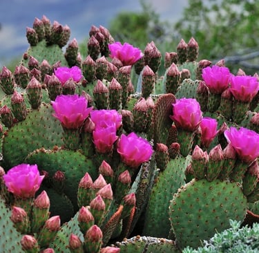 Palm Springs, CA - wild cactus flowers near Tahquitz Canyon trail