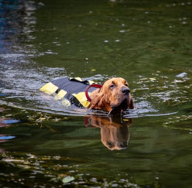 Un St-Hubert qui apprend à nager à l'Aqua School dans le Calvados