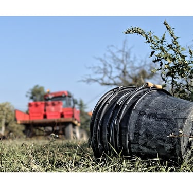vue rasante sur une sceau et des vignes