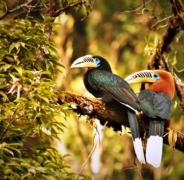 A pair of Rufous Necked-Hornbill captured at the central part of Bhutan, Zhemgang.