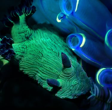 Nudibranquio verde y azul