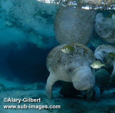 Une mère et son petit près de la surface de Three Sisters Springs, à Crystal River, Floride (© Alary-Gilbert/SUB-IMAGES)