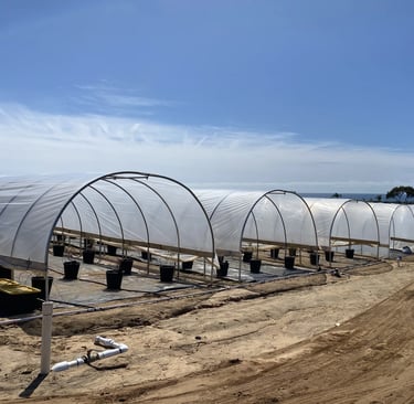 Hoop tunnels protect plants at the UCANR demo site